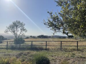 View of private santa ynez vineyard with ray of light streaming through beautiful santa ynez